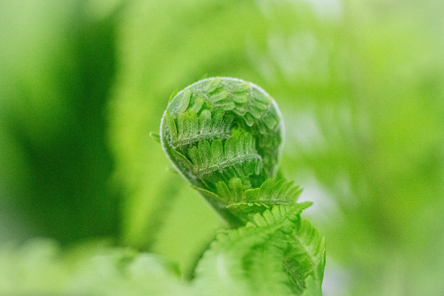 A close look at a fern at the Master Gardener Plant Sale at the Southwest Washington Fairgrounds.